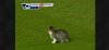 cat-at-anfield.jpg