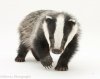 28065-Young-Badger-white-background.jpg