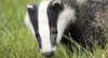 Badger-fact-page.jpg