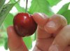 cherry-picking-1.jpg