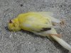 320px-dead_canary-.jpg