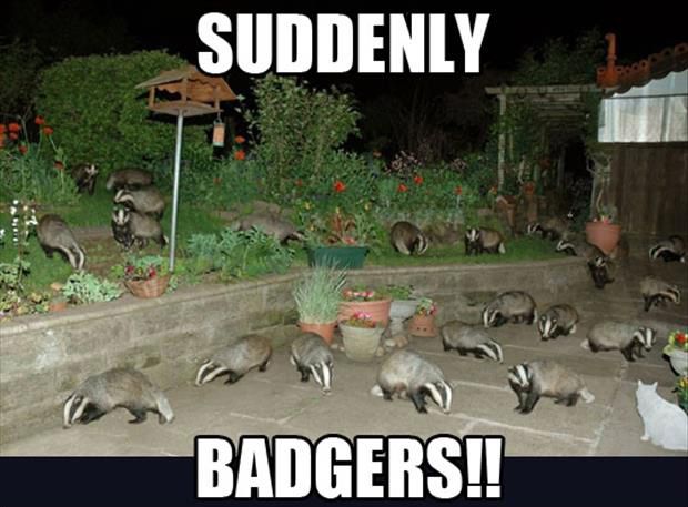 ParchedImpressiveAmericanbadger.gif